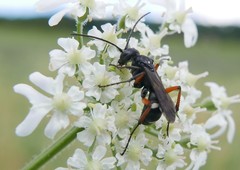 Cryptocheilus versicolor