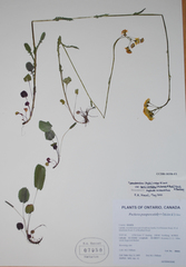 Packera pseudaurea semicordata