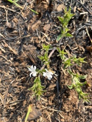 Dyschoriste costata