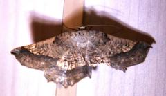 Drepanogynis mixtaria