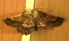 Drepanogynis mixtaria