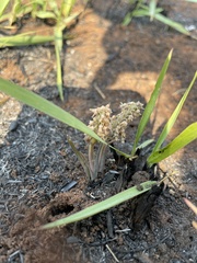 Ledebouria leptophylla