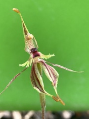 Caladenia plicata