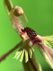 Caladenia plicata