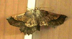 Drepanogynis mixtaria