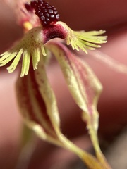 Caladenia plicata