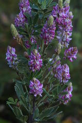 Indigofera cytisoides
