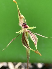 Caladenia plicata