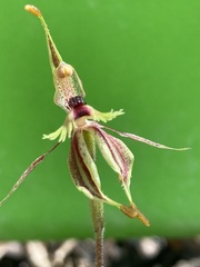 Caladenia plicata