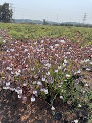 Trichodesma physaloides