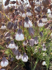 Trichodesma physaloides