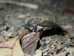 Panops baudini