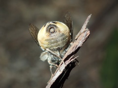Panops baudini