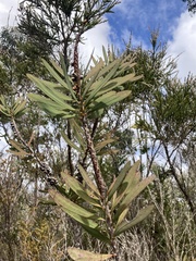 Melaleuca glauca