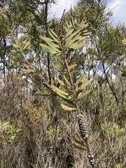 Melaleuca glauca