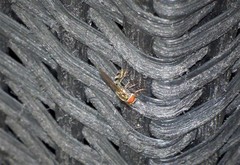 Platycheirus obscurus