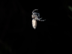 Sandalodes bipenicillatus