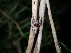 Sandalodes bipenicillatus