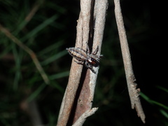 Sandalodes bipenicillatus