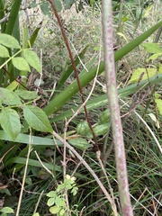 Iris foetidissima