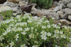 Arenaria merckioides