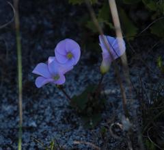 Oxalis commutata commutata