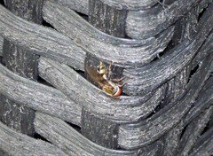 Platycheirus obscurus