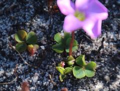 Oxalis commutata commutata