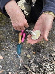 Amanita hiltonii