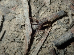Sidymella bicuspidata