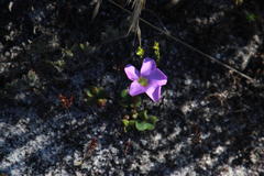 Oxalis commutata commutata