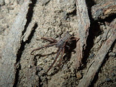 Sidymella bicuspidata