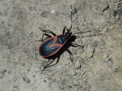 Dindymus circumcinctus