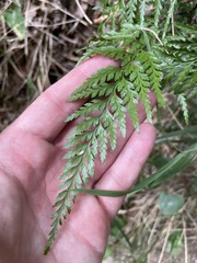 Asplenium adiantum-nigrum