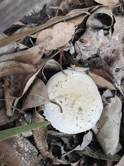Amanita hiltonii