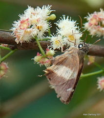 Hasora schoenherr chuza