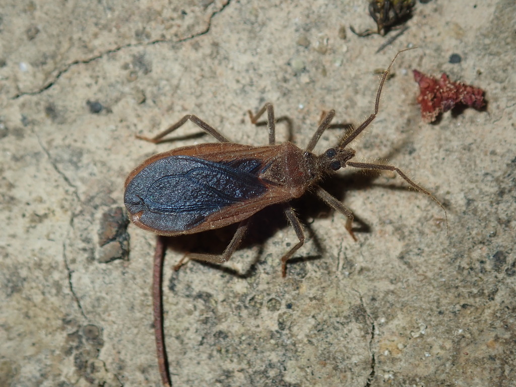 Opistoplatys australasiae