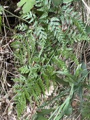 Asplenium adiantum-nigrum