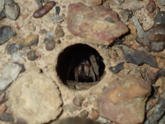 Portacosa cinerea