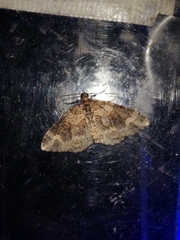 Catarhoe basochesiata