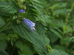 Nepeta subsessilis