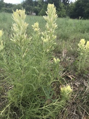 Castilleja citrina