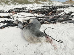 Arctocephalus tropicalis