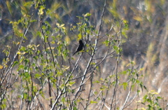 Icterus pyrrhopterus