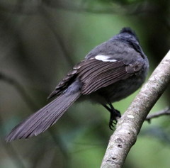 Trochocercus cyanomelas