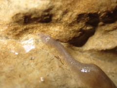 Helobdella stagnalis