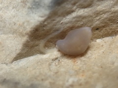 Helobdella stagnalis