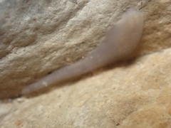 Helobdella stagnalis