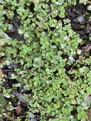 Trifolium dubium