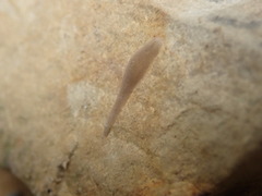 Helobdella stagnalis